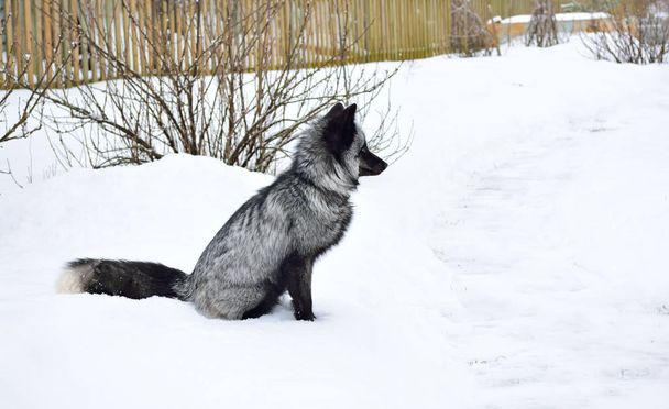Чорна лисиця сидить на снігу
 - Фото, зображення
