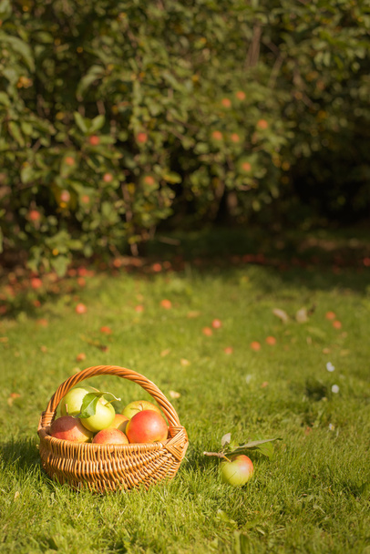 Orchard - Фото, изображение