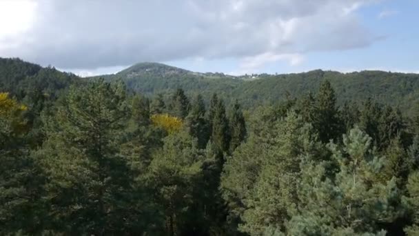 las w lecie - Materiał filmowy, wideo