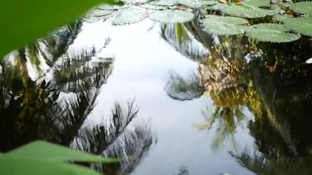 Van boven drijvende groene waterlelies in kalme vijver. Bladeren zweven in rustig water. Symbool van boeddhistische religie op zonnige dag. Lucht en palm reflectie in het meer. Tropische idyllische natuurlijke achtergrond. - Video