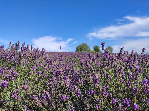 ラトビアのラベンダー畑の香り高い花の束。青空｜Summer Day. - 写真・画像