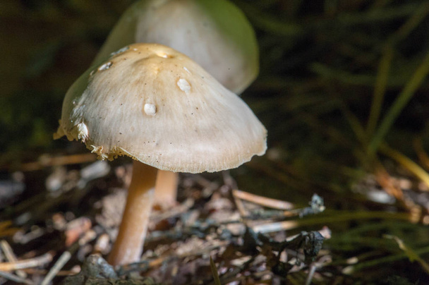 Fotos de outono, Cogumelos Latin Fungi ou Mycota é um reino o
 - Foto, Imagem