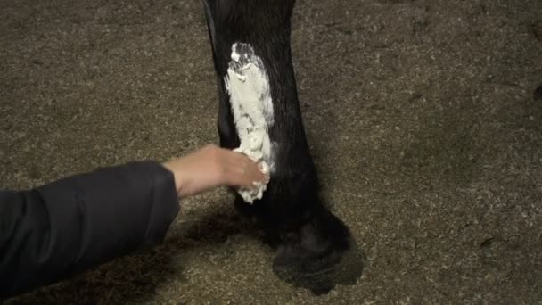 Medizinische Behandlung des Pferdebeins - Filmmaterial, Video