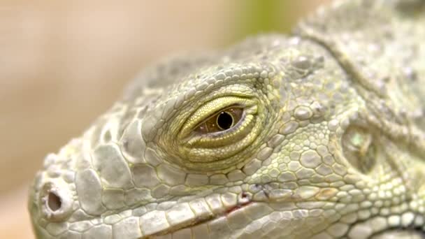 Olho de uma iguana de perto. Iguana grande lagarto se aquecendo ao sol
 - Filmagem, Vídeo