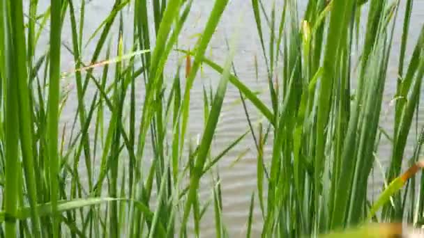 Des fourrés de roseaux sur fond d'eau de lac ou d'étang. Roseau brun épais avec des feuilles sur fond d'eau calme et de rivage vert en Thaïlande. Concept de conservation de la nature, loisirs et pêche. - Séquence, vidéo