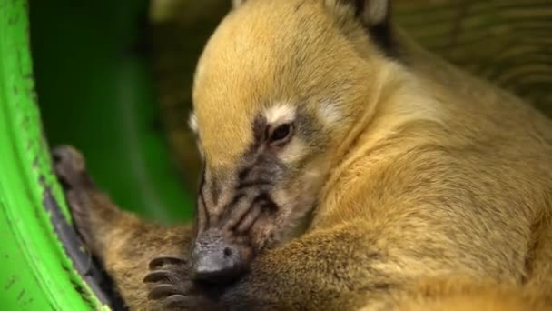 Nasua raccoon licks itself. Raccoon with a big nose sits - Footage, Video
