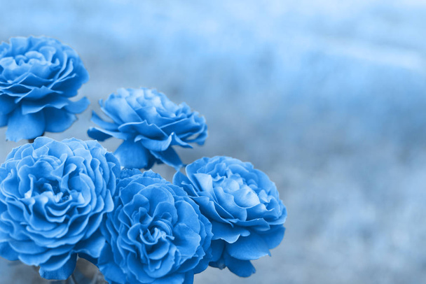 Classic blue 2020 pantone rose flower on nature background. Classic Blue color of the Year 2020. - Photo, Image