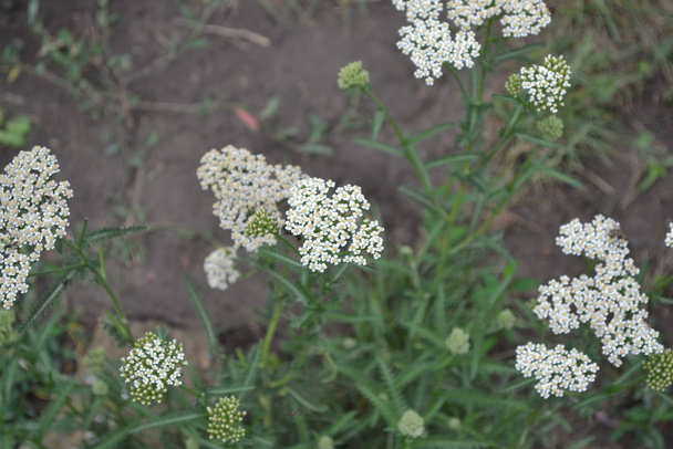 Achillea millefolium, a hairy herb with a rhizome, an Asteraceae family. White flowers surrounded by green leaves. Useful plant. Delicate inflorescences. Blurred background. Horizontal photo - Photo, Image