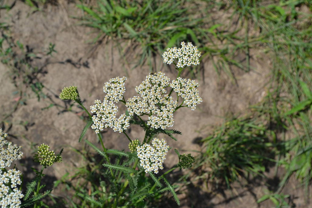 Achillea millefolium, a hairy herb with a rhizome, an Asteraceae family. White flowers surrounded by green leaves. Useful plant. Horizontal photo - Photo, Image