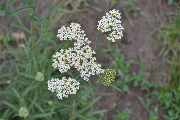 Achillea millefolium, a hairy herb with a rhizome, an Asteraceae family. White flowers surrounded by green leaves. Useful plant. Delicate inflorescences. Blurred. Horizontal photo - Photo, Image