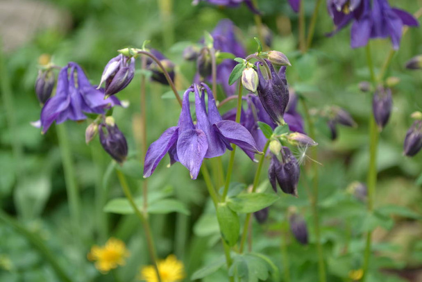 美しい花だAquilgia 、草の多い多年生植物。青紫色の花序。垂直写真 - 写真・画像