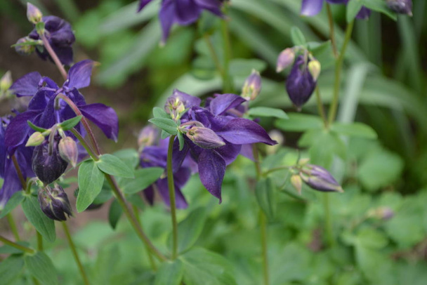 schöne Blumen. aquilgia, grasbewachsene mehrjährige Pflanzen. blaue, violette Blütenstände. vertikales Foto - Foto, Bild