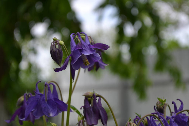 schöne Blumen. aquilgia, grasbewachsene mehrjährige Pflanzen. blaue, violette Blütenstände. vertikales Foto - Foto, Bild