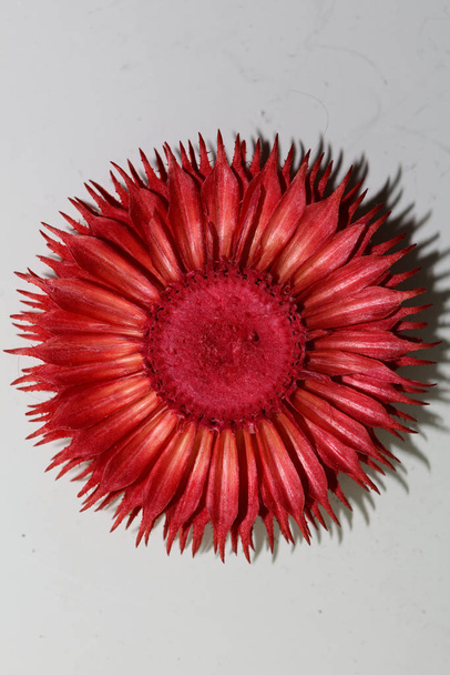 rote runde Blume Blüten Potpourri abstrakte Makrohintergrund fif - Foto, Bild