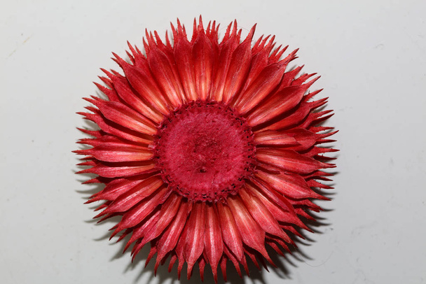Κόκκινο στρογγυλό λουλούδι άνθος ποτ πουρί αφηρημένη μακροεντολή φόντο fif - Φωτογραφία, εικόνα