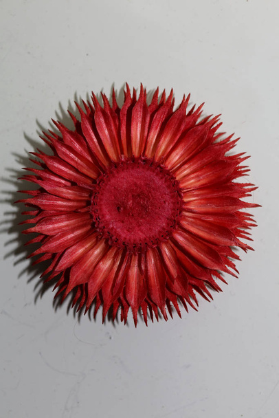 Czerwony okrągły kwiat potpourri abstrakcyjne makro tło fif - Zdjęcie, obraz