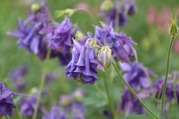 美しい花だAquilgia 、草の多い多年生植物。青紫色の花序。垂直写真 - 写真・画像