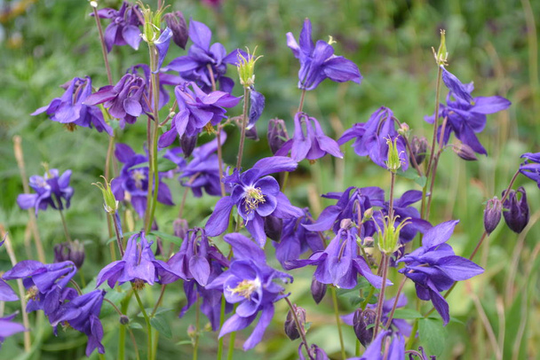 Beautiful flowers. Aquilgia, grassy perennial plants. Blue, purple inflorescences. Vertical photo - Photo, Image