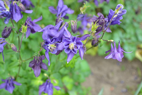 Mooie bloemen. Aquilgia, grasachtige vaste planten. Blauwe, paarse bloeiwijzen. Verticale foto - Foto, afbeelding