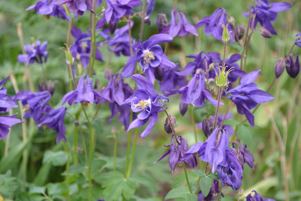 Όμορφα λουλούδια. Aquilgia, χορταστικά πολυετή φυτά. Μπλε, μωβ ταξιανθίες. Κάθετη φωτογραφία - Φωτογραφία, εικόνα