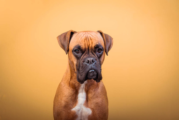 Portret van schattige bokser hond op kleurrijke achtergronden, oranje - Foto, afbeelding