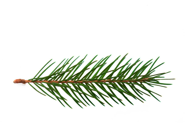Fir branch closeup isolated on a white background. Christmas tre - 写真・画像