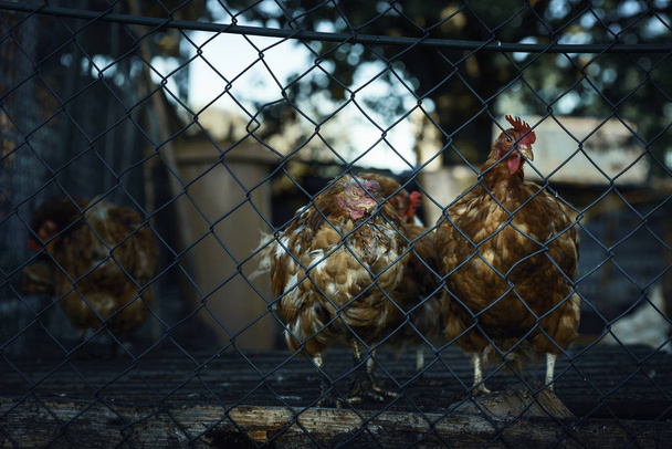 Rote Hühner hinter einem Zaun. Häutung von Hühnern auf einem deutschen Bauernhof - Foto, Bild