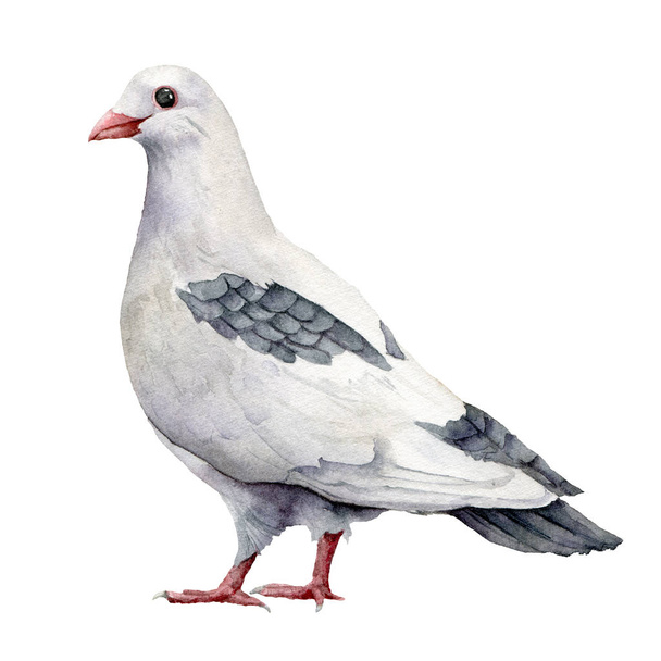 Aquarellkarte mit einer weißen Taube. handgemalte Grußkarte mit Taubenvogel auf weißem Hintergrund. Osterillustration für Design, Druck, Stoff oder Hintergrund. Frühlingsvogel. - Foto, Bild