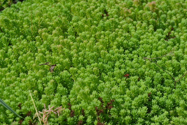 Home garden, flower bed. Gentle green plant. Sedum. Stonecrop. Hare cabbage. Green moss. Decorative grassy carpet. Green - Photo, Image