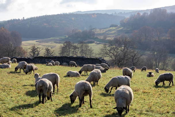 manada de ovejas en Alemania - Taunus
 - Foto, imagen