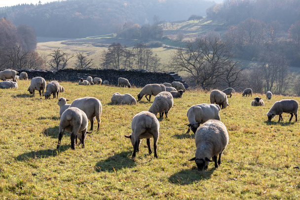 Almanya 'da koyun sürüsü - Taunus - Fotoğraf, Görsel