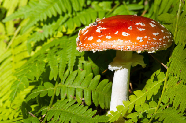 Осінній знімок, Mushroom Latin Fungi або Mycota - це царство о - Фото, зображення