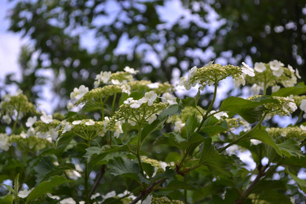 Hausgarten, Blumenbeet. Viburnum, eine Gattung holziger Blütengewächse. nützliche Baumpflanzung. Heilfrüchte. weiße Blüten - Foto, Bild