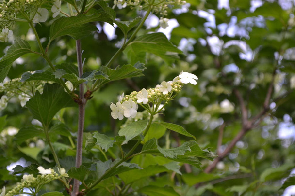 Hausgarten, Blumenbeet. Viburnum, eine Gattung holziger Blütengewächse. nützliche Baumpflanzung. Medizinisch. weiße Blüten - Foto, Bild
