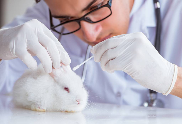 Eläinlääkäri tutkii kania lemmikkieläinten sairaalassa - Valokuva, kuva