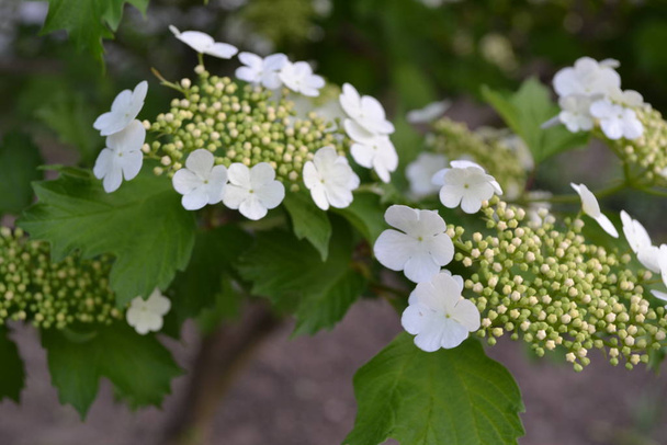 Viburnum, suvun puuvartiset kukkivat kasvit Adoxaceae. Hyödyllinen kasvi. Valkoiset kukat
 - Valokuva, kuva