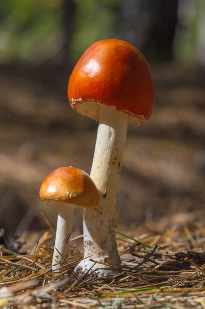 Fotos de outono, Cogumelos Latin Fungi ou Mycota é um reino o
 - Foto, Imagem