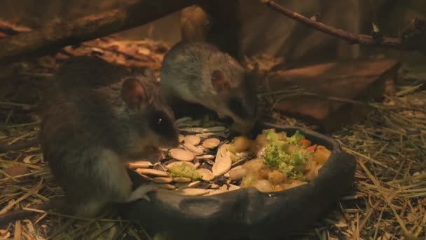 Acacia rats eat pumpkin seeds - Footage, Video