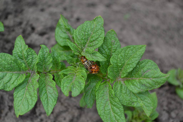 Field, farm, village, cultivated plants. Tasty, healthy. Solanum tuberosum. Colorado beetles, Leptinotarsa decemlineata - Photo, Image