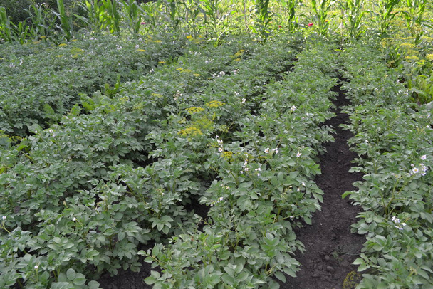 Картопля. Поле, ферма, село. Solanum tuberosum Колорадські жуки, Leptinotarsa decemlineata. Білі квіти картопля. - Фото, зображення
