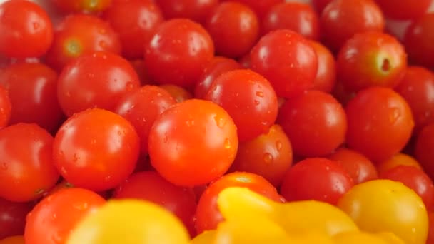 Tomates cerises fraîches rouges et jaunes - Séquence, vidéo