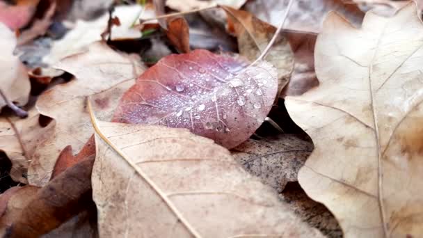 Σταγόνες βροχής σε ένα κόκκινο φύλλο κοντά στο δάσος του φθινοπώρου - Πλάνα, βίντεο