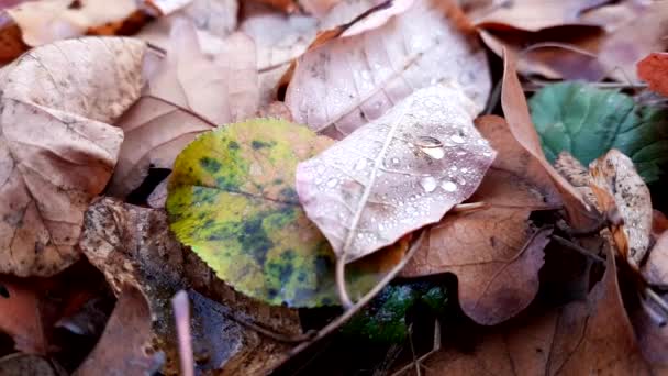 Sonbahar yapraklarındaki yağmur damlaları sonbahar orman zeminine yakın. - Video, Çekim