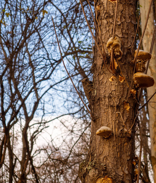 Fungos de suporte ou poliporos que crescem em um tronco de árvore - árvore em outono
 - Foto, Imagem
