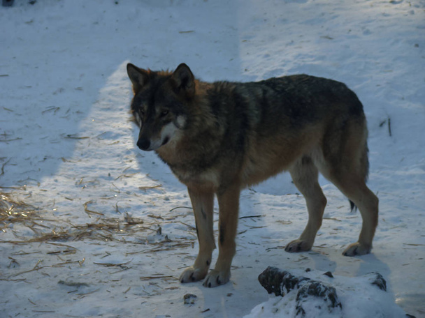 Loups Jouer et courir Dans la neige, l'hiver
 - Photo, image