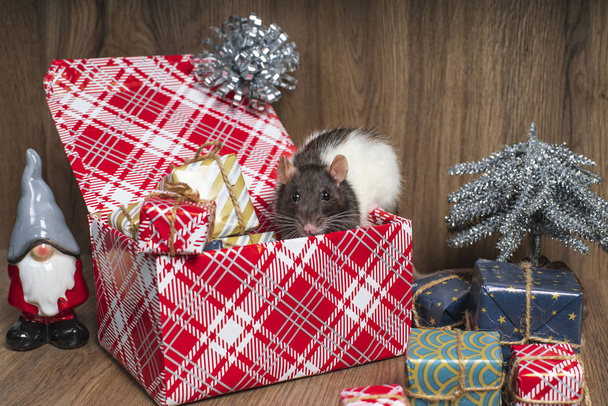 The symbol of 2020 is a rat, a New Year's decor elements. Year of the rat.A gray rat with white spots is sitting in a box with New Year's gifts. - Φωτογραφία, εικόνα
