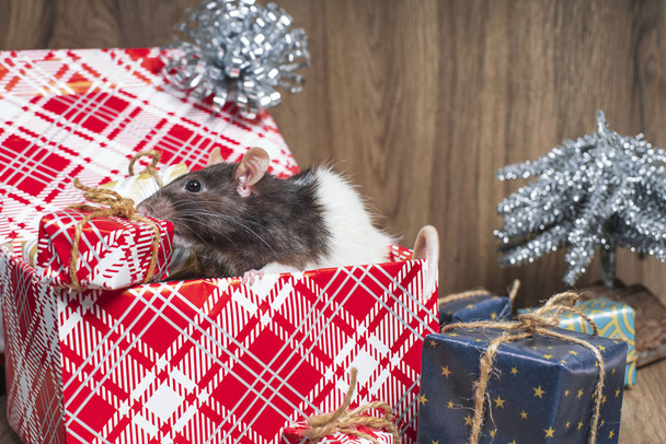 Symbolem roku 2020 jest szczur, noworoczne elementy dekoracyjne. Rok szczura.Szary szczur z białymi plamami siedzi w pudełku z prezentami noworocznymi. - Zdjęcie, obraz