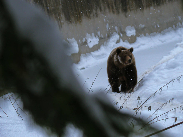 Η καφέ αρκούδα περπατώντας στο χιόνι στο δάσος το χειμώνα - Φωτογραφία, εικόνα