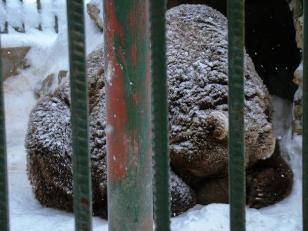 De bruine beer wandelen in de sneeuw in het bos Winter - Foto, afbeelding