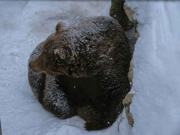 A barna medve sétál a hóban az erdőben tél - Fotó, kép